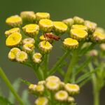 Nick Hardwick - Lone Soldier Beetle