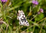 Nick Hardwick - Marbled White