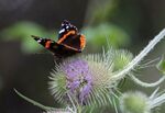 Nick Hardwick - Red Admiral on Teasel