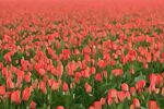 Paul Friend - Abstract-tulip
