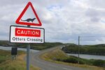 Nicky Westwood - Beware Otters Crossing! Scalpay Bridge