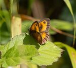 Nick Hardwick - Hedge Brown 3