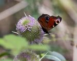 Nick Hardwick - Peacock on Teasel