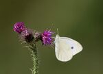 Nick Hardwick - Small White on Thistle