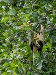 Colin Lamb - Heron looking through Alder