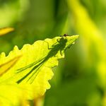 Andrew Dayer - Peeking Damselfly