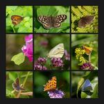 Colin Lamb LRPS - Butterflies in the garden