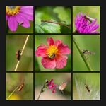 Colin Lamb LRPS - Insects in the garden