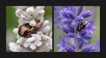 Colin Lamb LRPS - Rosemary beetle on lavender