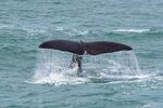 Colin Lamb LRPS - Sperm whale goodbye