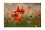 John Cavana - Poppies in the Breeze