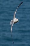 Lindsey Smith - Fulmar Gliding