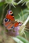 Lindsey Smith - Peacock Butterfly