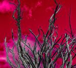 Martyn Pearse - Inferno