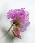 Maureen Tyrrell - Sweet Pea after Rain