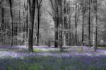 Maureen Tyrrell - West Woods Bluebells