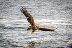 Maurice Bawden - White Tailed Eagle