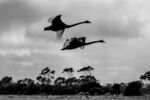 Richard Broadbent - Black Swans
