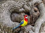 Richard Broadbent - Eastern Rosella