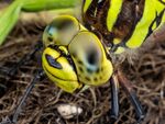 Richard Broadbent - Southern Hawker