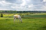 Nick Hardwick - Grey Mare