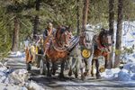 Nicky Westwood - Horses and Carriage, Val Roseg, Switzerland