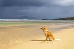 Nicky Westwood - Watchful Waiting, Luskentyre, Harris