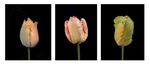 Miggy Wild - Tulip Triptych