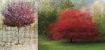 Colin L 2 - Homage to Pep Ventosa composite