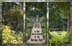 Alan Davies - Hidcote -75Years