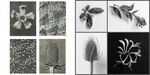 Colin Lamb - Homage to Karl Blossfeldt composite