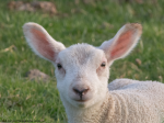 My what big ears you have!