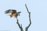Red Kite coming in to land