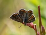Colin Lamb - Brown argus 5