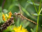 Colin Lamb - Common darter female