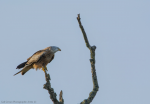 Red Kite