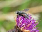Colin Lamb - Fly on knapweed