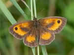 Colin Lamb - Gatekeeper