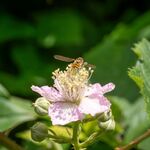 Colin Lamb - Hoverfly on bramble flower
