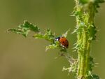 Colin Lamb - Ladybird 2