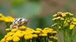Colin Lamb - Marbled white and ladybird