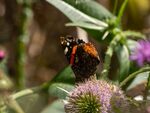 Colin Lamb - Red admiral