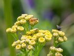 Colin Lamb - Red soldier beetle and fly