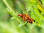 Colin Lamb - Red soldier beetles