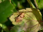 Colin Lamb - Rhopalus subrufus