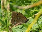 Colin Lamb - Ringlet 1