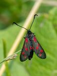 Colin Lamb - Six-spot burnet moth