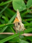 Colin Lamb - Small skipper 1