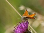 Colin Lamb - Small skipper 2