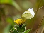 Colin Lamb - Small white